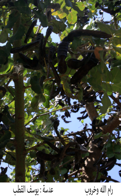 The carob tree in Ramallah