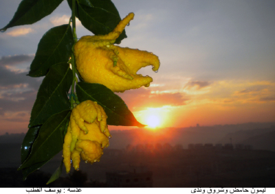 Lemon in Palestine