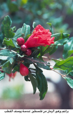Sprouts and flowers of pomegranate in Palestine
