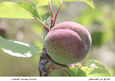 Peach trees in Palestine