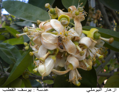 Pomelo flowers in Palestine