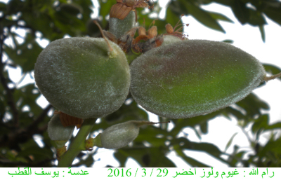 Almonds in Palestine