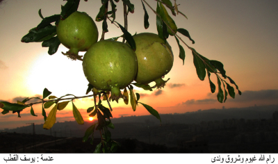 Pomegranate in Palestine