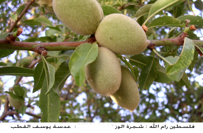 Almond trees in Ramallah