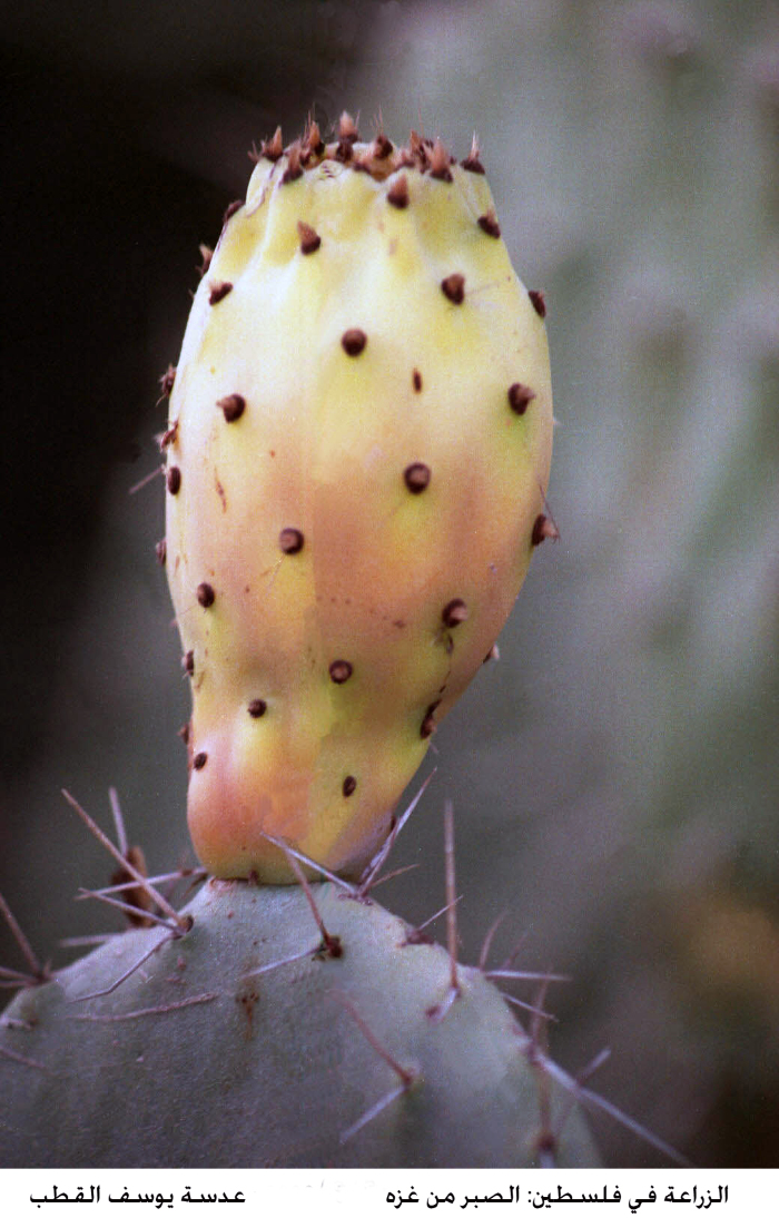 نبات الصبر في غزة