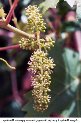 Grapevine in Palestine
