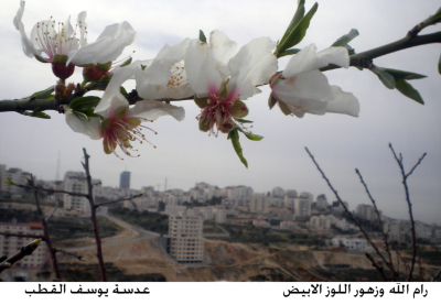 White almond flowers in Ramallah