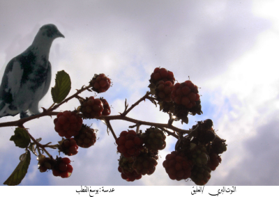 Cranberry in Palestine