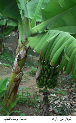 Banana trees in Jericho