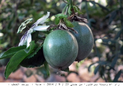 Passion fruit in Palestine