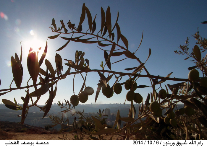An olive tree in Ramallah