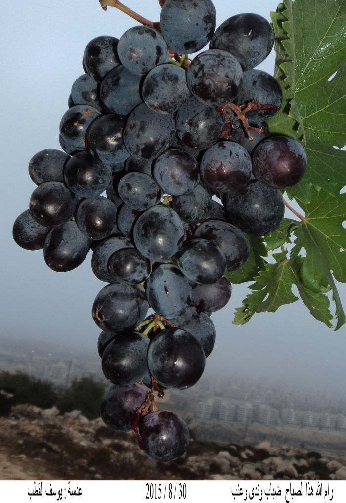 Grapevines in Ramallah