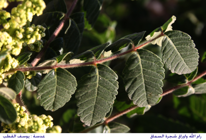 Sumac trees leaves in Palestine
