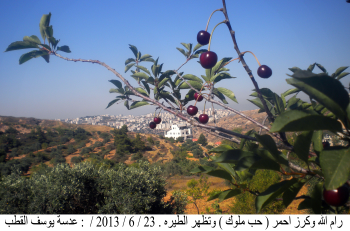 نبتة الكرز الاحمر في  فلسطين