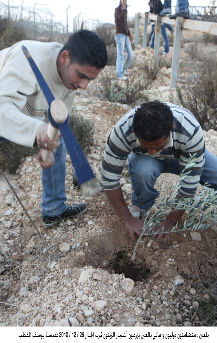 People of Bil'in, in addition to internationals are planting olive trees