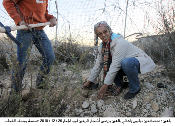 People of Bil'in, in addition to internationals are planting olive trees