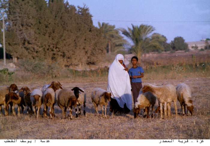 A woman with sheep in Al-Masdar village in Gaza