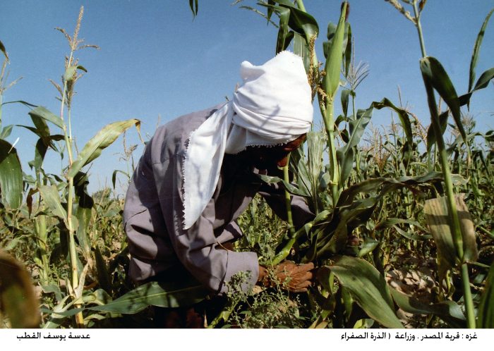 A group of people planting yellow corn in Gaza