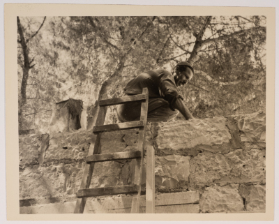 A Man Picking Olives