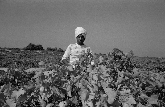 A farmer harvesting the cucumber crop in the Gaza Strip, 1987