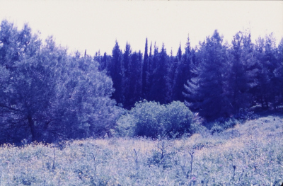 صور تم إظهارها بوزيتيف (إيجابيات) تم الحصول عليها من الباحث شريف كناعنة ولم يتوفر معلومات حولها