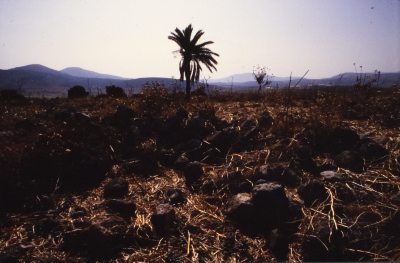 Developed Positive Slides Acquired from Researcher Sharif Kanaaneh, there is No Information Available About the Slides
