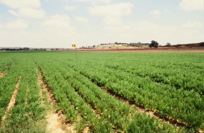 صور تم إظهارها بوزيتيف (إيجابيات) تم الحصول عليها من الباحث شريف كناعنة ولم يتوفر معلومات حولها