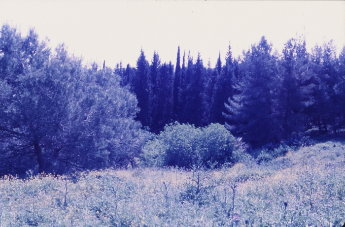 صور تم إظهارها بوزيتيف (إيجابيات) تم الحصول عليها من الباحث شريف كناعنة ولم يتوفر معلومات حولها