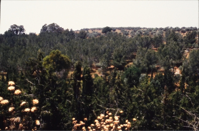 صور تم إظهارها بوزيتيف (إيجابيات) تم الحصول عليها من الباحث شريف كناعنة ولم يتوفر معلومات حولها