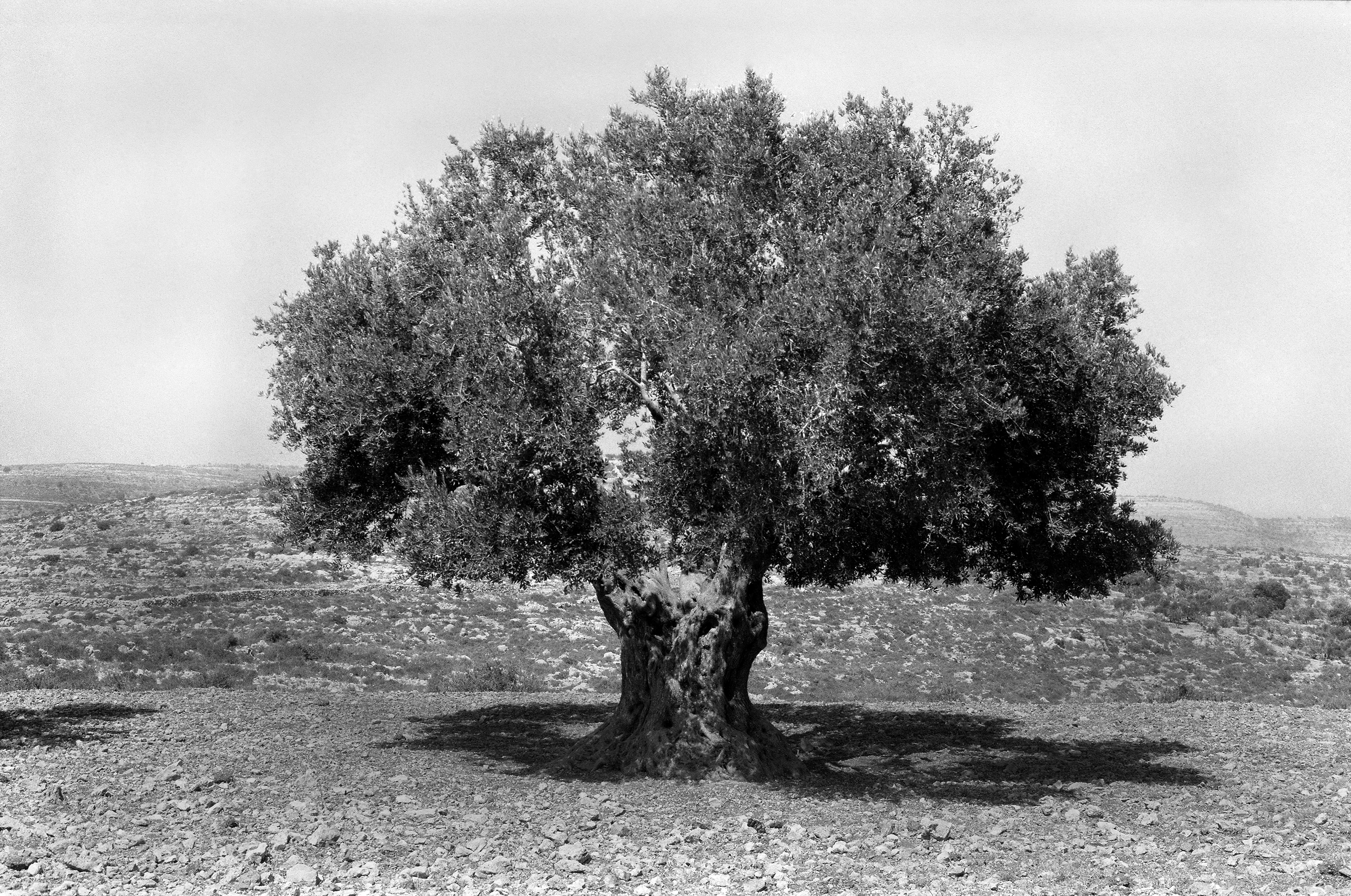 An old olive tree in Palestine