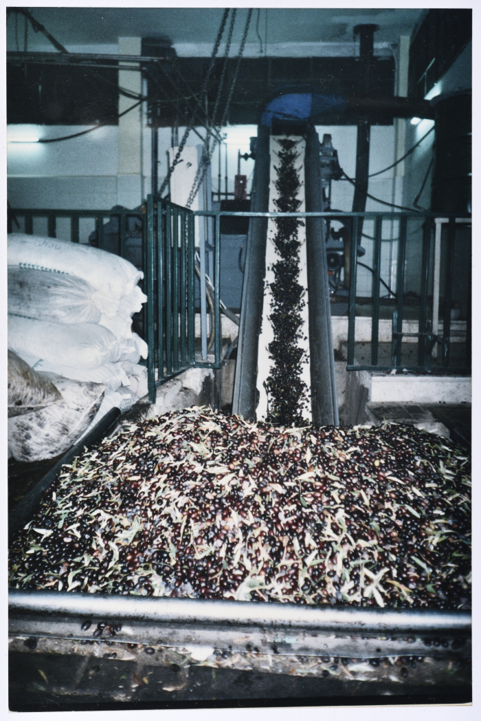 A Glimpse of Salfeet Olive Press and Marketing Cooperative During the Olive Season