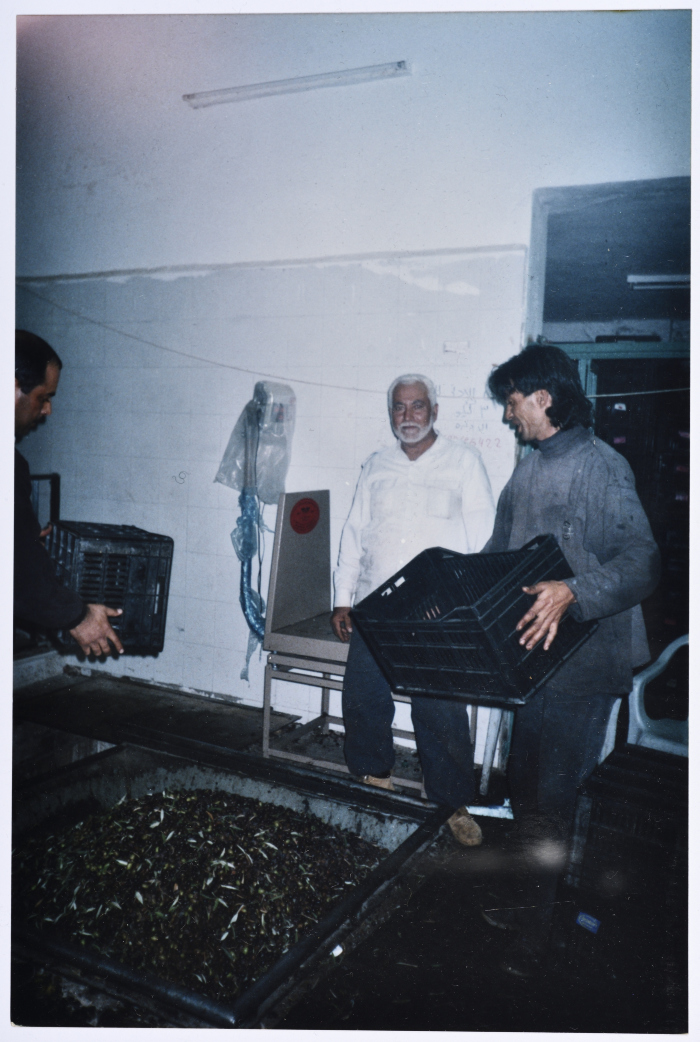 A Glimpse of Salfeet Olive Press and Marketing Cooperative During the Olive Season