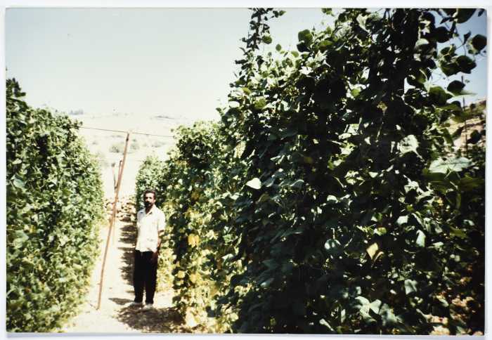 Abu Riyad Shahin, Artas, 1993
