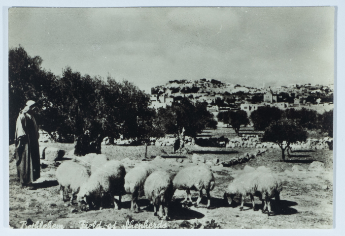 قطيع أغنام وراعي