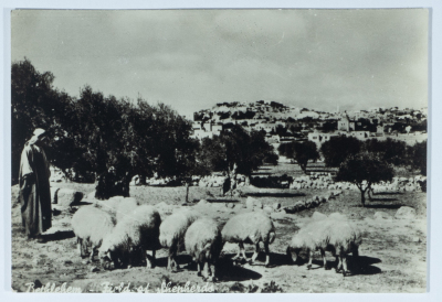 قطيع أغنام وراعي