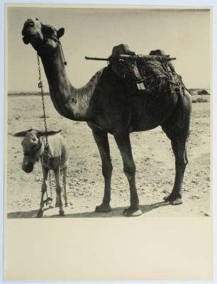 جَمَل وحِمار