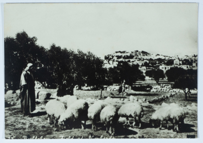 قطيع أغنام وراعي