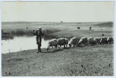 قطيع أغنام وراعي