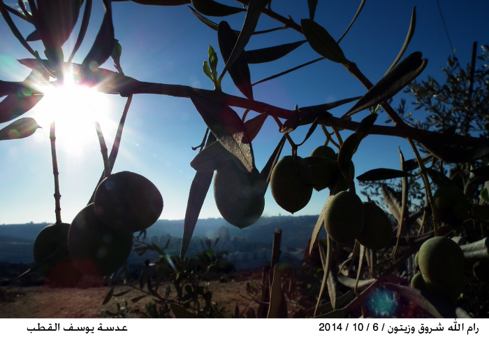Olive tree in Ramallah