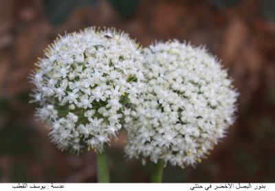 Green onions in Palestine