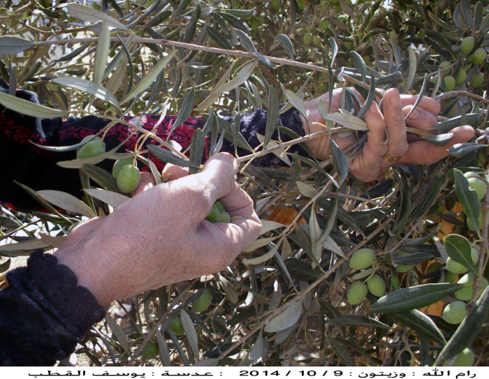 Olive picking in Ramallah