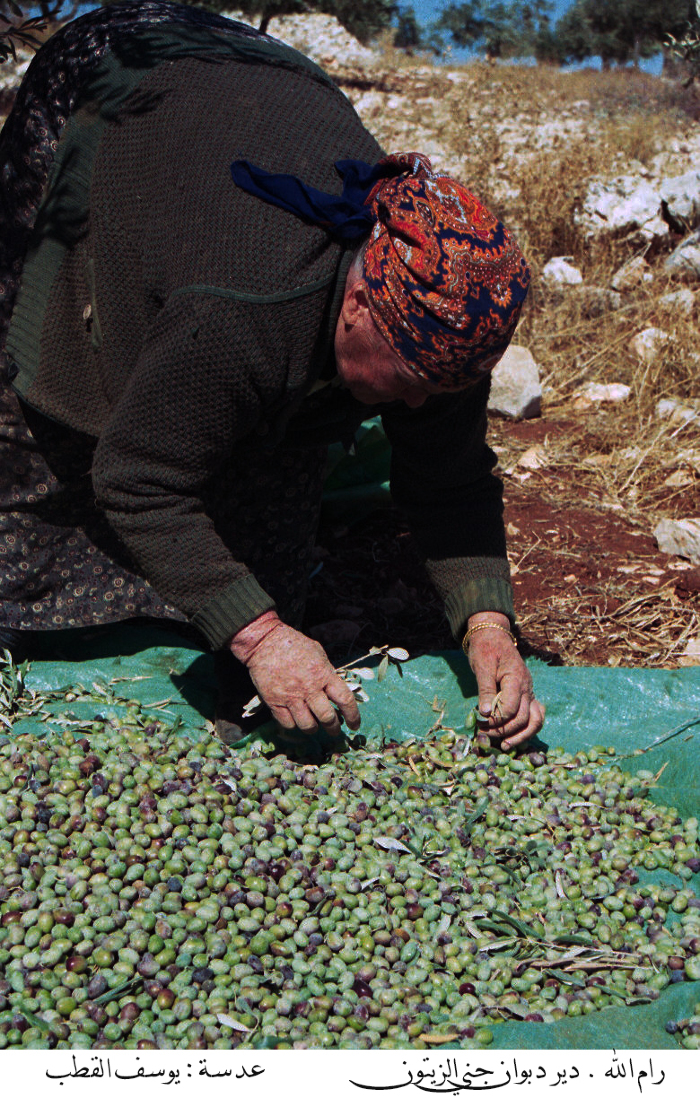 قطف الزيتون في قرية دير دبوان