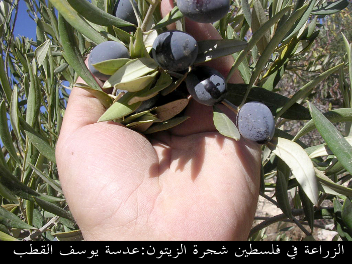 Olive trees in Palestine