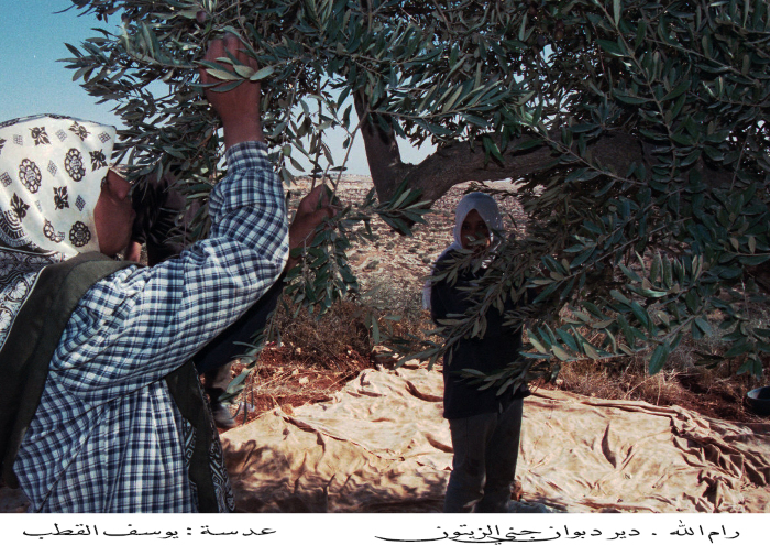 قطف الزيتون في دير دبوان 