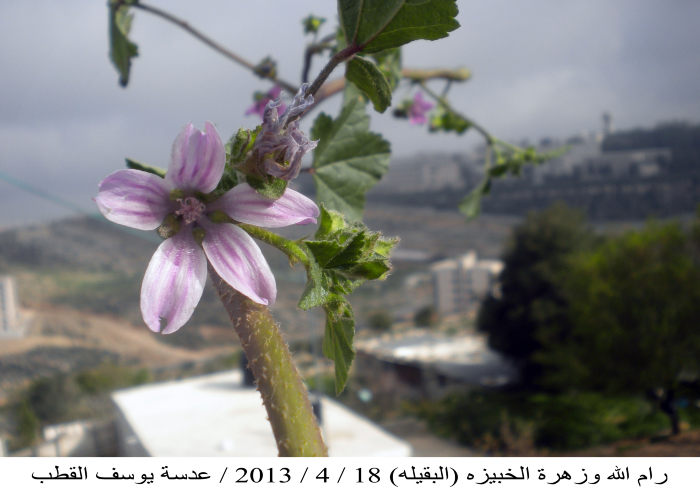 زهرة الخبيزة (البقيلة)  في  رام الله