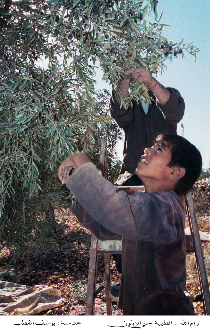 The Palestinian Museum Digital Archive the-palestinian-museum-digital-archive