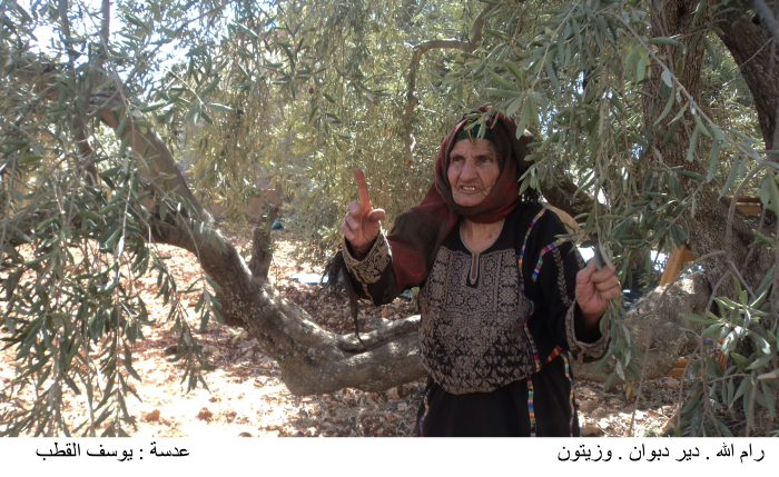 Olive picking in Deir Dibwan village