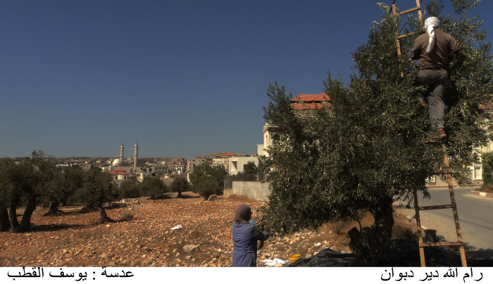 A bunch of people picking olives in Deir Dibwan village