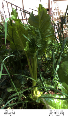 Chard plant in Ramallah