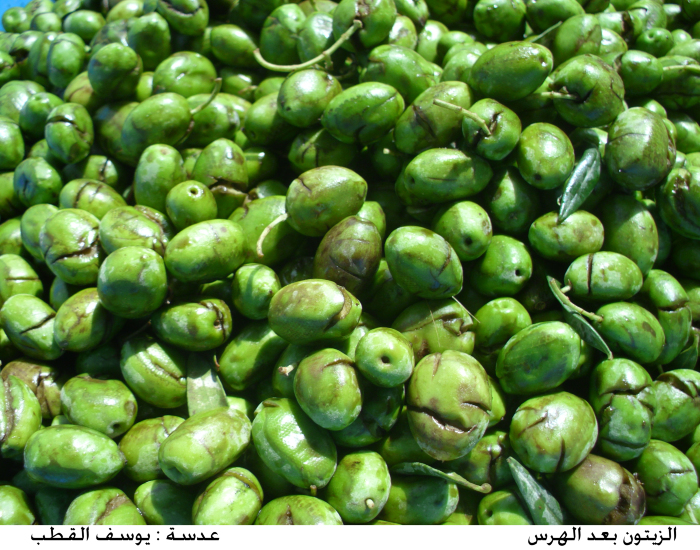Olives after being mashed